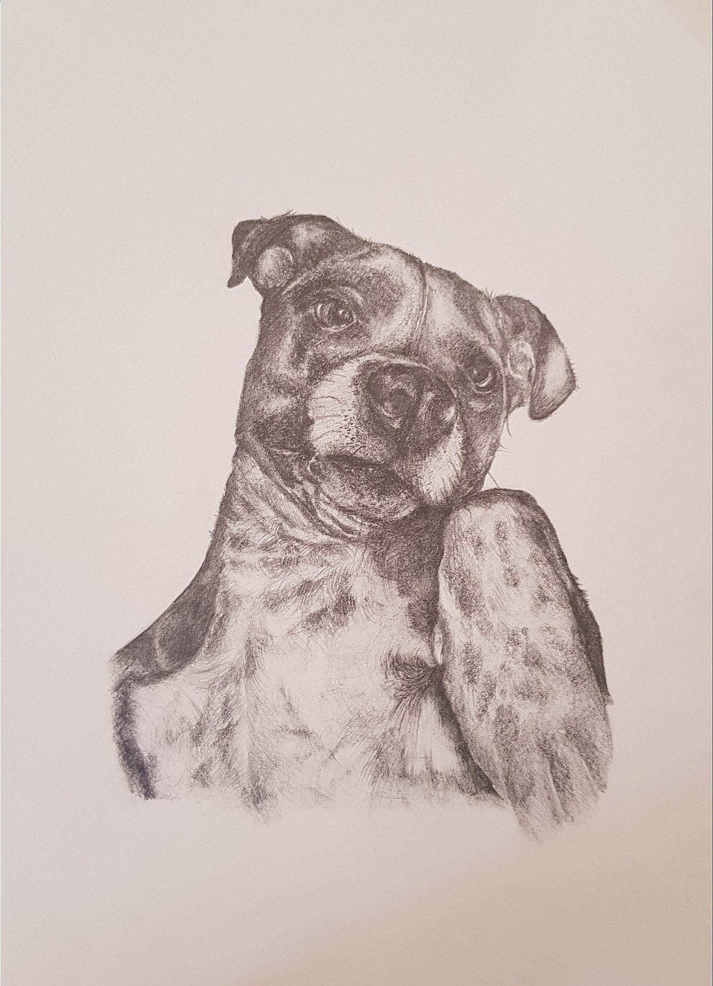 dog portrait in pencil